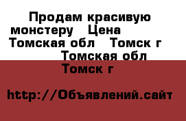 Продам красивую монстеру › Цена ­ 1 000 - Томская обл., Томск г.  »    . Томская обл.,Томск г.